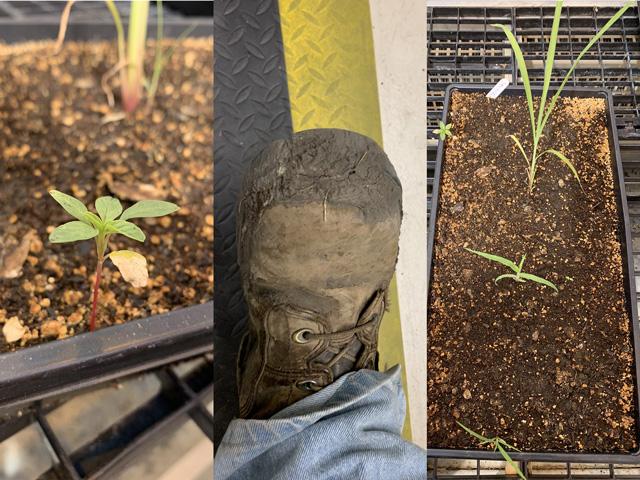 Soil from muddy boots was put to the test to see how much weed seed they harbored. (Photo courtesy of Joe Ikley, North Dakota State University)