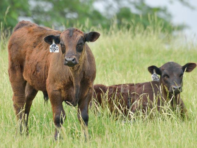 In order to be active and informed participants of the market later this year, cattlemen need to start studying the market&#039;s behavior today. (DTN file photo by Jim Patrico)