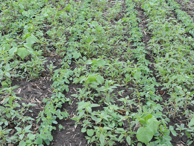 There are actually soybeans in this photo, but waterhemp gave this Illinois soybean field some tough competition in 2012. (DTN photo by Pamela Smith)