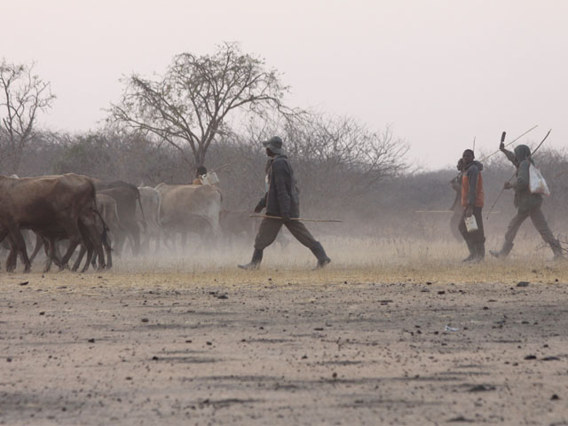 Nowhere did the promotional material for an African trip mention the possibility of a cattle stampede. (DTN photo by Urban Lehner)