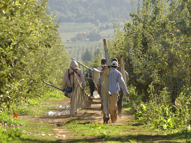 Laborers head to work in a California orchard. (DTN file photo by Jim Patrico)