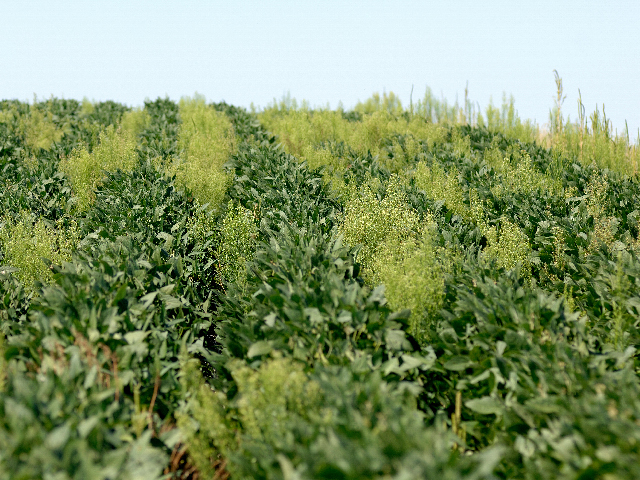 Weed scientists from Missouri and Iowa have found weed populations, like this soybean field battling marestail, capable of resisting five different classes of herbicide chemistry -- at the same time. That doesn&#039;t leave a lot of options. (DTN photo by Jim Patrico)