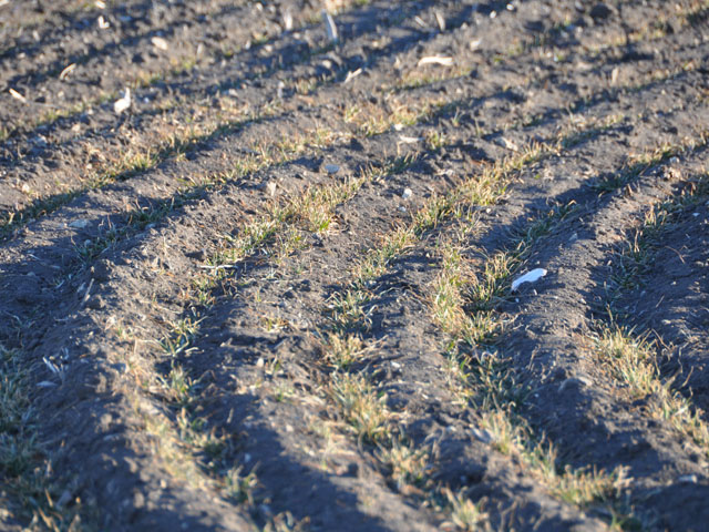 Colder-than-normal weather and intensifying drought conditions have left some winter wheat fields in the Southern Plains underdeveloped heading into the winter. (DTN photo by Emily Unglesbee)