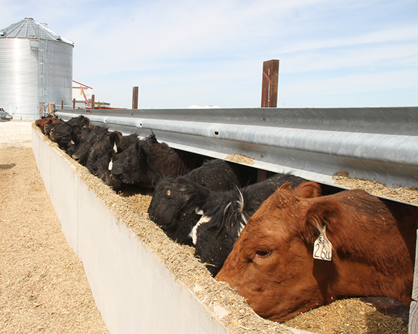 Pictured is a small herd of cattle on feed near Greenfield, Illinois. As of Sept. 17, 2018, both large and small animal food facilities must comply with preventive controls requirements for animal food rule under the FDA Food Safety Modernization Act. (DTN photo by Pam Smith, DTN/The Progressive Farmer Crops Technology Editor)