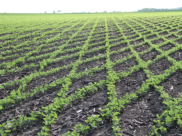 In an attempt to make soybean rows close faster, Bob Wieland tried a new planting pattern in 2015. Rather than split the row, he came back across the field at a 30-degree angle. (DTN photo by Pamela Smith) 
