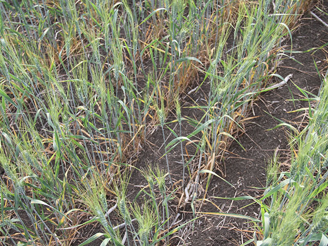 Moisture received over various areas of Saskatchewan have helped stabilize the province&#039;s crop conditions for wheat and several other crops, although additional moisture will be needed to fill crops. This picture shows stress a wheat crop faced in the Regina area. (DTN photo by Elaine Shein)