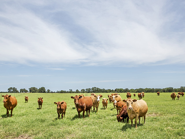To win consumers back, the cattle guys need to convince them that real meat is environmentally friendly. (Photo courtesy of the Samuel Roberts Noble Foundation)