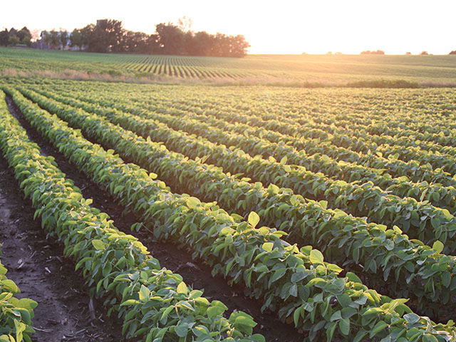 The U.S. Soybean Export Council held a two-day global digital conference showcasing that despite the global impact of the novel COVID-19 virus, the U.S. soy industry is open for business and planting season is moving forward. (DTN photo by Pam Smith)