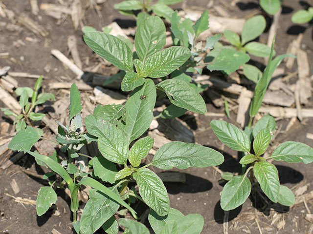 Growers challenged by waterhemp and other tough to control weeds last year will want to weigh new trait options carefully. (DTN photo by Pam Smith)