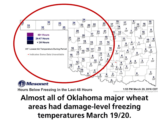Most of Oklahoma&#039;s wheat country had hard-freeze temperatures for extended periods of time Sunday, March 20. (Oklahoma Mesonet Graphic)