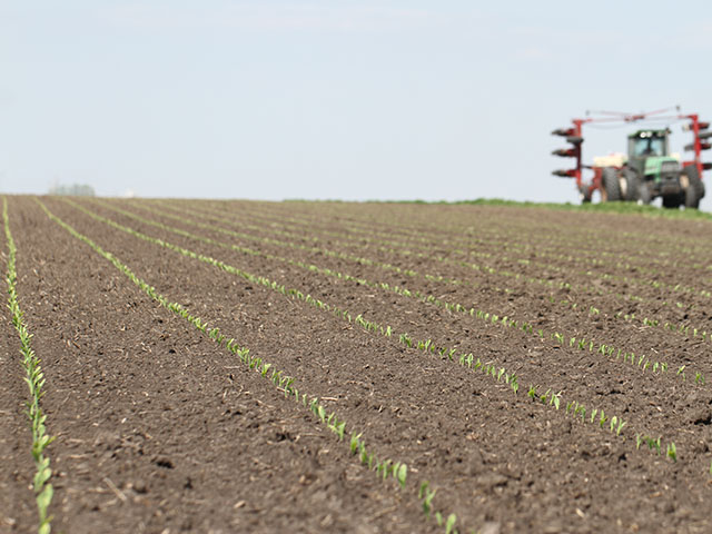 Corn planted last week in central Illinois has spiked and is off to a good start. (DTN photo by Pamela Smith)