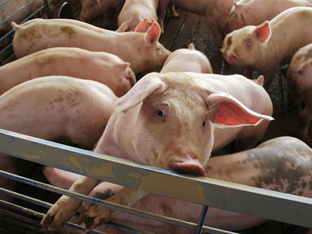 Pork producers are faced with potentially having to euthanize hogs because of the struggles keeping packing plants open. USDA late Friday announced it was getting more engaged with the situation. (DTN file photo) 