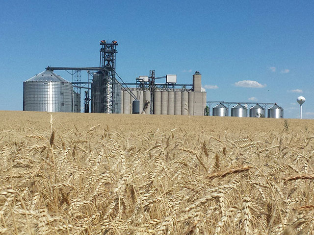 A hard red winter wheat field next to Oahe Grain Elevator in Onida, South Dakota, waits to be harvested. (Photo courtesy of Tim Luken, Oahe Grain Elevator manager)