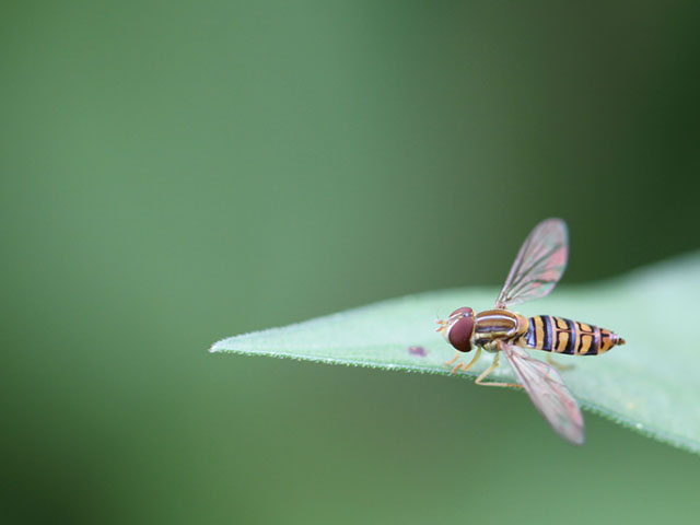 There are many species of hover flies and the harmless insects are often found around cornfields and feeding in flower gardens this time of year. (DTN photo by Pamela Smith) 