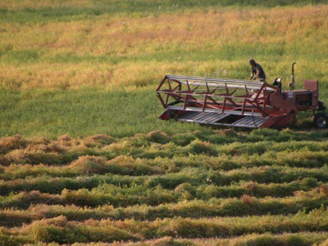 A sharp boost in acres seeded to pulses such as peas, lentils and chickpeas on the Prairies has led to a sharp increase in expected production. However, Saskatchewan&#039;s current dry pea yield estimate is consistent with Statistics Canada&#039;s average yield for the Prairies. (DTN file photo by Elaine Shein)