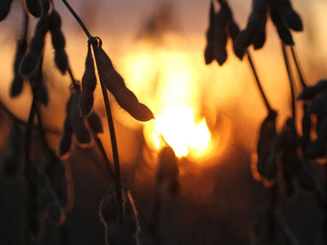 A sunset highlights simple beauty of a soybean at harvest. Opening our senses to the seasons is a reminder of our blessings. (DTN photo by Pamela Smith)