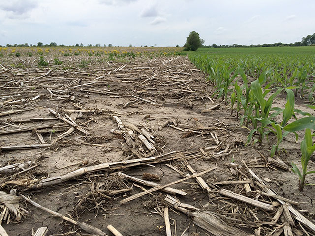 The field on the right was planted early in central Illinois and has weathered cold and heavy rains. Will the field to the left (typically corn-on-corn) get switched to soybeans is the question. (DTN photo by Pamela Smith)