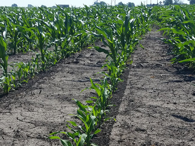 Corn in widely variable stages of progress due to extensive Midwest replanting, such as in central Illinois, could have some notable improvement if forecast rains verify. (Photo courtesy David Brown)