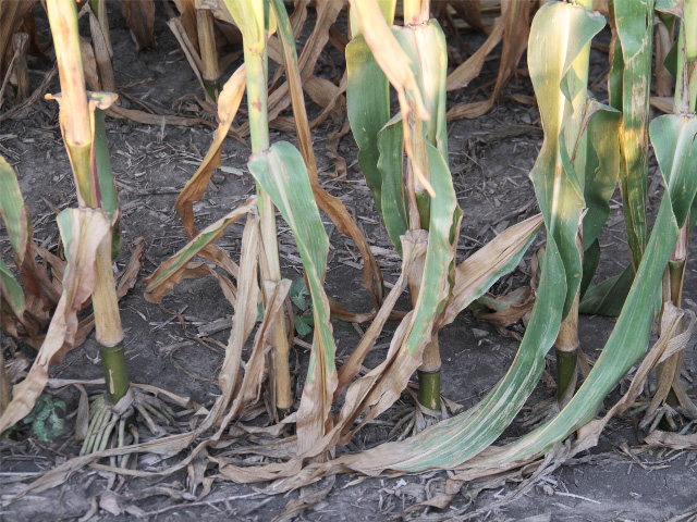 Improving rainfall will be welcome in the western Midwest. Dry weather in July and August led to some areas of drought, affecting some crops such as this corn in the extreme drought area south of Winterset, Iowa. (DTN photo by Elaine Shein)