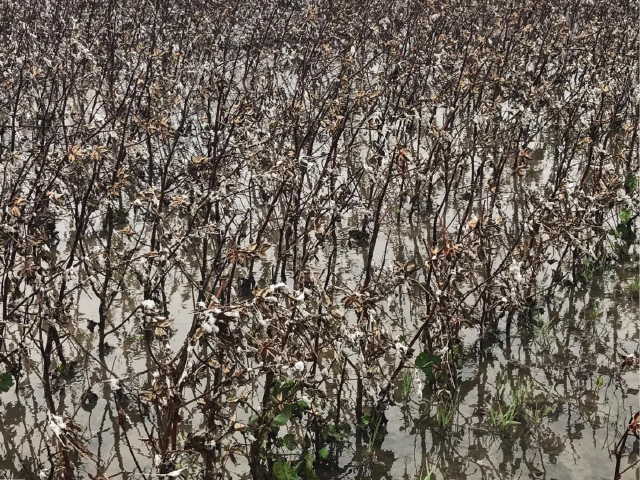 Flooded cotton fields in Texas after Hurricane Harvey last year. More than 1.2 million acres of cotton is estimated as likely still in the fields in Georgia this week as Hurricane Michael hit. (DTN file photo)