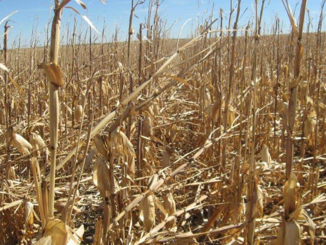 With sustained high winds Oct. 23-27, corn went down in some large portions of the Western Corn Belt. Nebraska was especially hard-hit. (University of Nebraska-Lincoln photo by Robert Klein) 