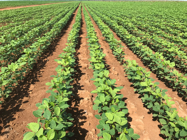 Soybean planting is getting close to wrapping up in Mato Grosso, the largest crop production state in Brazil. This field of more than 1,000 hectares (2,471 acres) took more than a week to plant. (DTN photo by Lin Tan) 
