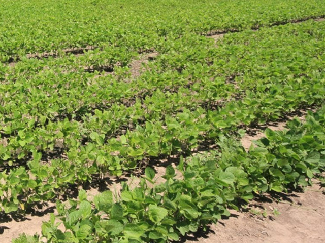 Some good-sized portions of Argentina&#039;s soybean region have favorable rain forecast over the next week. (DTN file photo)