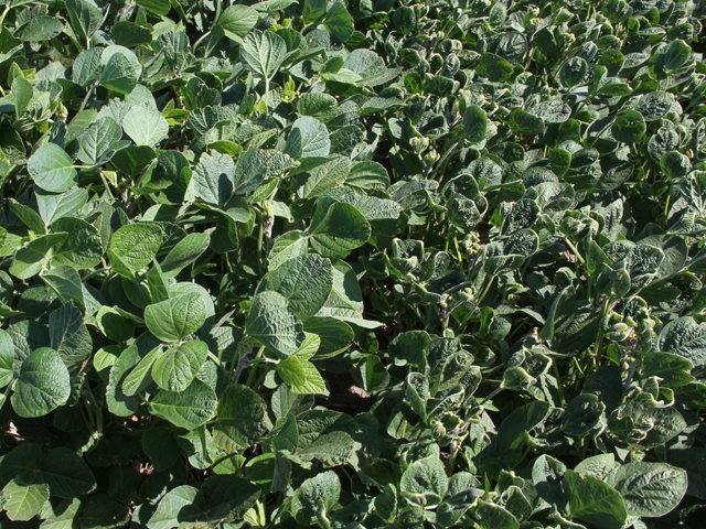 Soybeans are super sensitive to off-target movement of dicamba. In this field split between dicamba tolerant and non-tolerant soybeans, a spray application moved beyond the dedicated buffer to pucker varieties sensitive to the herbicide. (DTN photo by Pamela Smith)