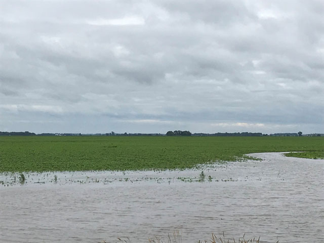 Soybeans sitting in a flooded field west of I29 at Spink, SD. (Photo by Brett Scholting, Dakota Dunes, South Dakota)