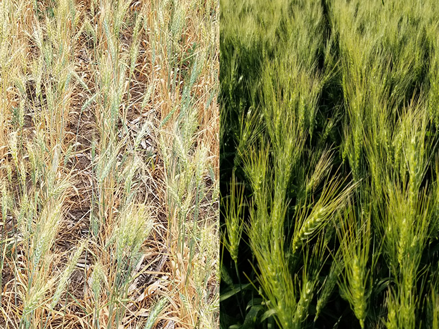 What a difference a year makes. The field on the left succumbed to severe drought in 2017, while the same field on the right in 2018 has seen better growing conditions this summer. (Photos by Mark Rohrich of Maverick Ag in Ashley, North Dakota)
