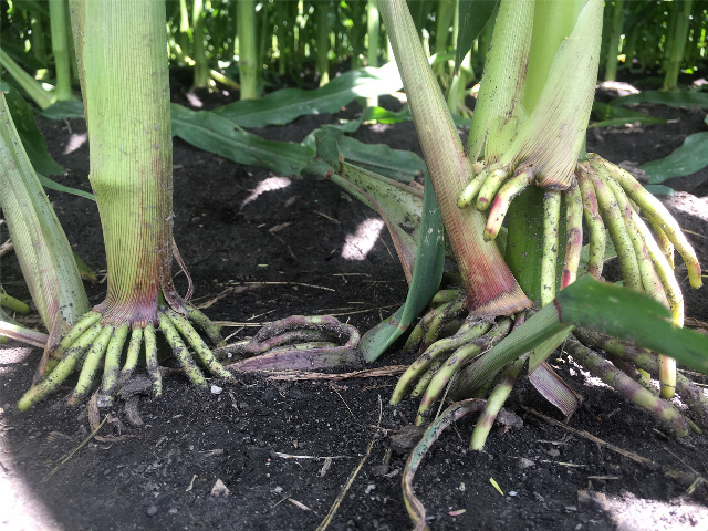 Many corn stalks will send extra roots from a node or nodes above the soil surface. The question of what they actually do for the plant is a question that has never been answered. (DTN photo by Pamela Smith)