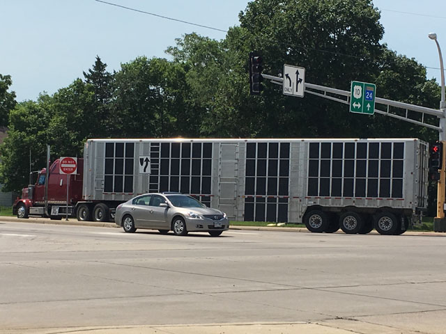 Pictured is a cable deck livestock trailer traveling in northern Minnesota. The current Hours of Service rule for truck drivers is up for debate once again, especially for drivers hauling a "live" load whose time runs out before they reach their destination. (Photo by Mary Kennedy) 