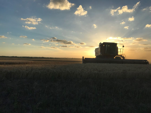 Pictured is winter wheat harvest at sunset in Sumner County near Clearwater, Kansas, on June 17. (Photo by Lindsay Van Allen, Clearwater, Kansas)