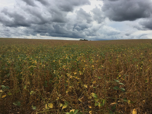 Threatening storm clouds loom over a ripening soybean field near Attica, Indiana. (DTN photo by Pam Smith)
