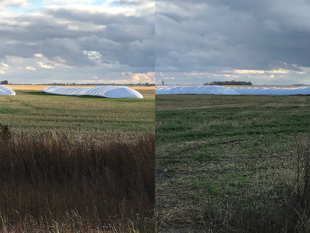 Pictured is wheat stored in silo bags in fields north of Glenburn, North Dakota. Pictures courtesy of Jeff Kittell, merchandiser for Border Ag and Energy, Russell, North Dakota