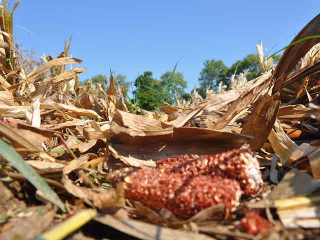 Nevada, Iowa, farmers are expected to have a new market for corn stover after a German company announced plans to produce renewable natural gas at a now-former cellulosic ethanol plant. (Photo by Emily Unglesbee)