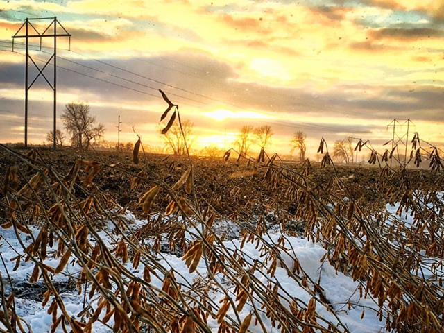 A week featuring very cold temperatures and periods of snow means many acres of soybeans and corn still to be harvested. (Photo courtesy of Kirsten Zeller)