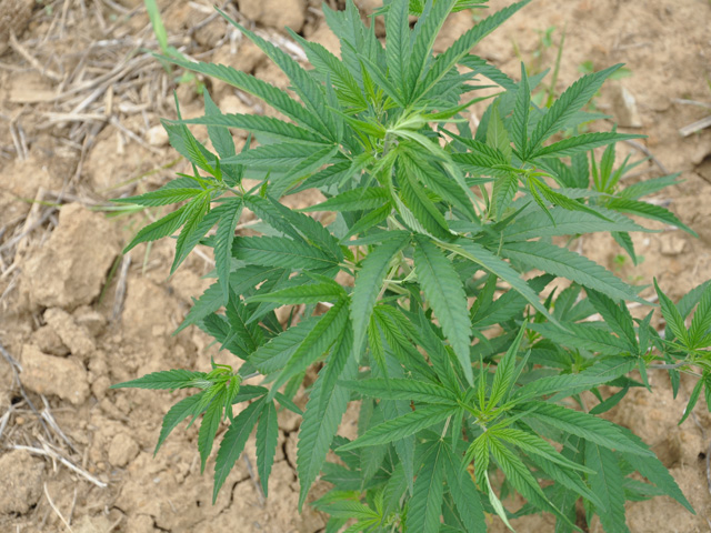 Legal hemp production may be entering its second year, but financing operations may still be one of growers&#039; biggest challenges. (DTN File Photo by Chris Clayton)