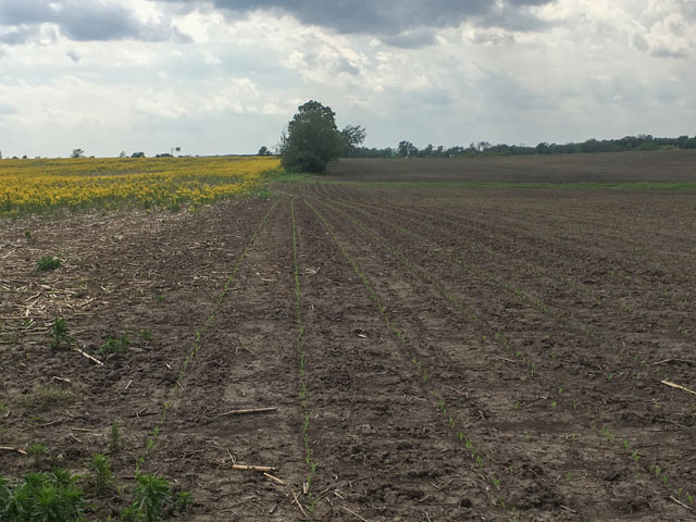Butterweeds, such as this field in Macon County, Illinois, have gotten an earlier start on crop fields this year as farmers have struggled to find enough good weather to plant their corn. (DTN photo by Pamela Smith)