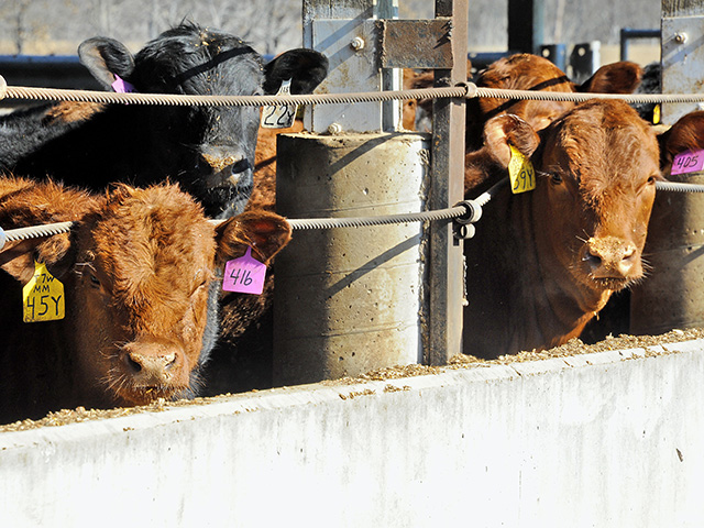 Cattle and calves on feed were up 1% in the last Cattle on Feed report. (DTN photo by Pamela Smith)