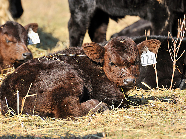 Seeing newborn calves is one of the rewards of being a cattleman. (DTN file photo)