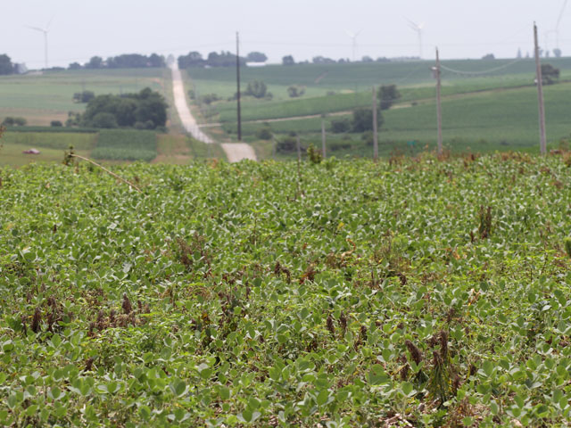 A soybean field southwest of Casey, Iowa was recently sprayed with herbicide to kill weeds. Only about 60% of soybean crops in Iowa are rated good to excellent. (DTN photo by Elaine Shein)