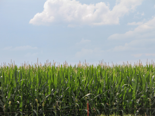 Iowa corn is 41% in the silking stage as of July 21. States like Michigan and South Dakota are still under 10%. (DTN photo by Elaine Shein)   