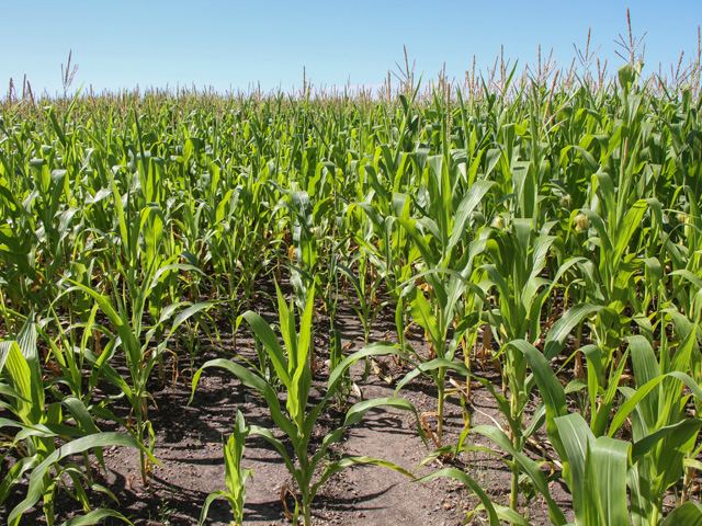 Minnesota corn rates 57% good to excellent, but development is very uneven. (DTN photo by Elaine Shein)