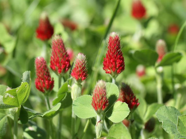Go ahead and cover up with crimson clover. It&#039;s one of the cover crops that is a poor host for SCN. (DTN photo by Pamela Smith)