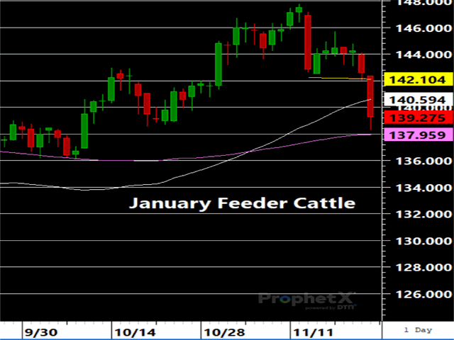 January feeder cattle dropped below the 50- (white) and 200-day (yellow) moving averages on Friday, nearly tagging the 100-day (pink) moving average as the weakness continues. (DTN ProphetX Chart)