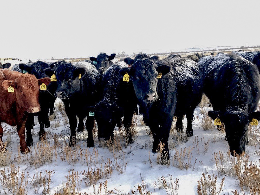 While cattle can handle cold, dry weather, it becomes a bigger challenge if a storm has freezing drizzle first, then heavy snow and wind -- like an upcoming storm is threatening to some herds. (DTN photo by ShayLe Stewart)