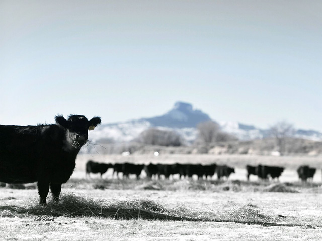 As we welcome the New Year and strong cattle prices, snow and winter weather could have an effect on producers. (Photo courtesy of Kate Roberts)