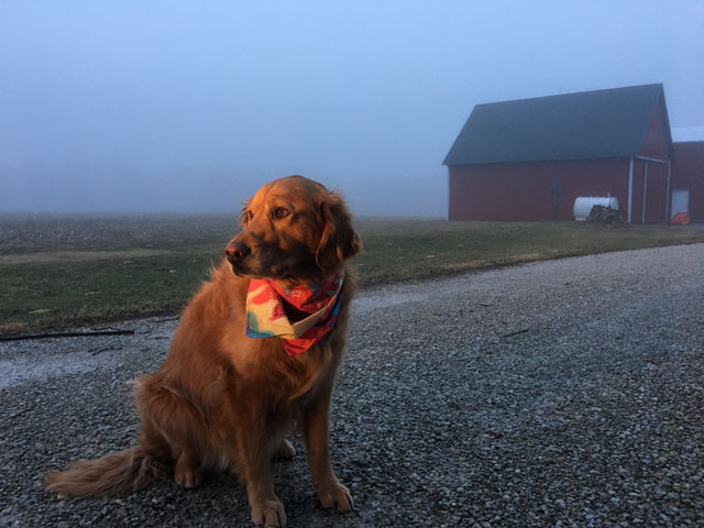 The future looks a little foggy -- even for dogs right now. But there are things you can do to relieve the tension. (DTN photo by Pamela Smith)