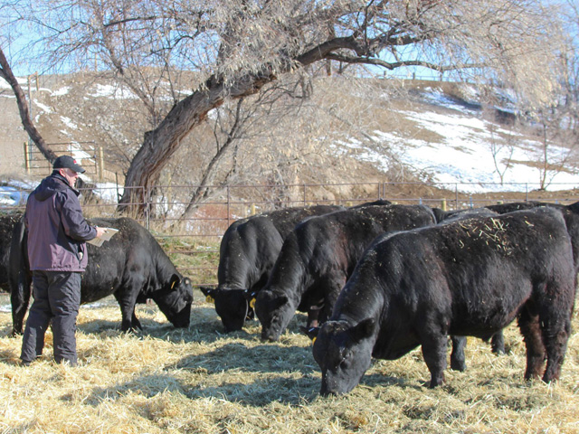 Ranchers are used to challenges beyond their control, yet they realize they have go on about business in the most normal fashion possible. (Photo by ShayLe Stewart)